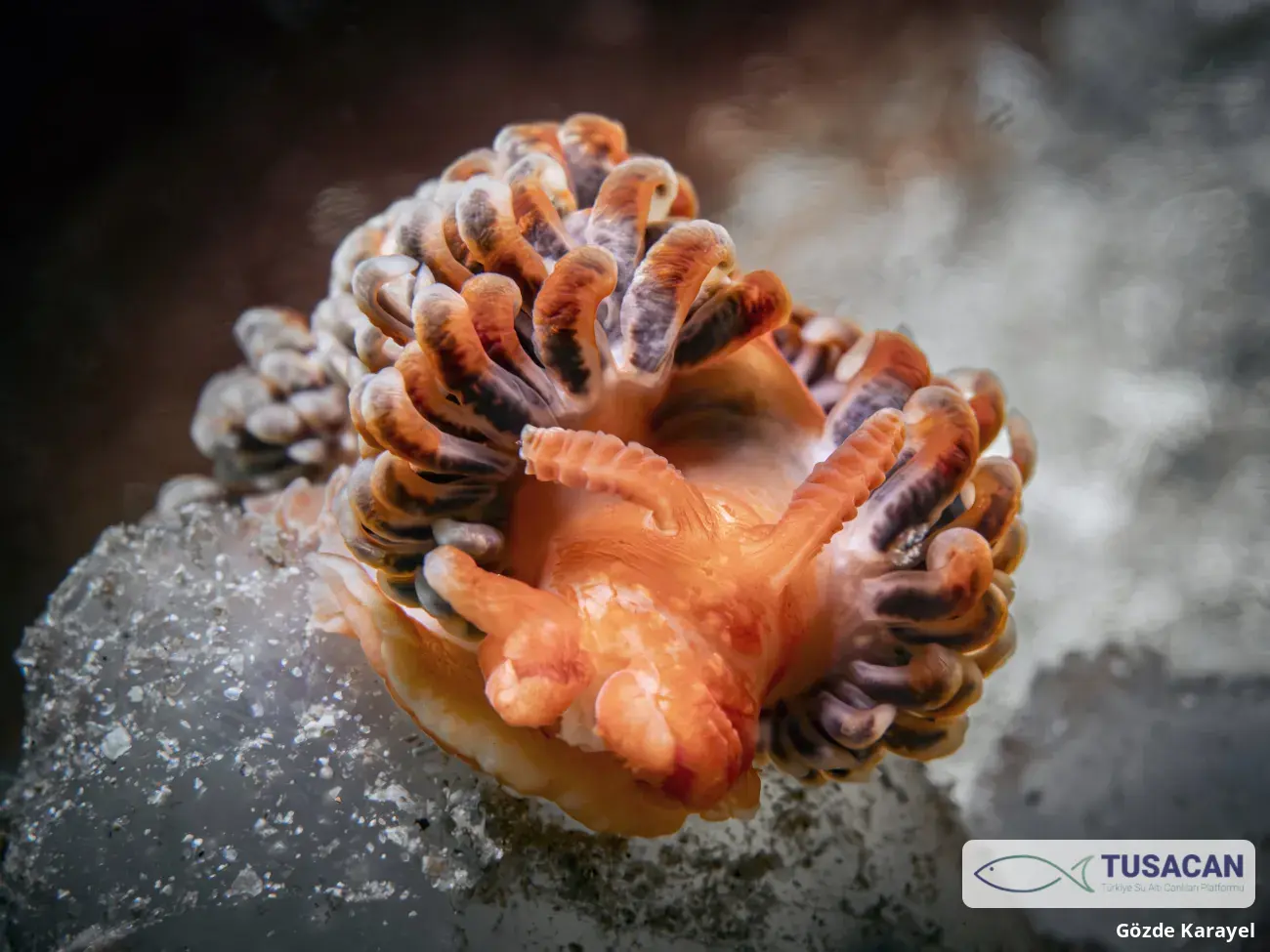 Spurilla neapolitana