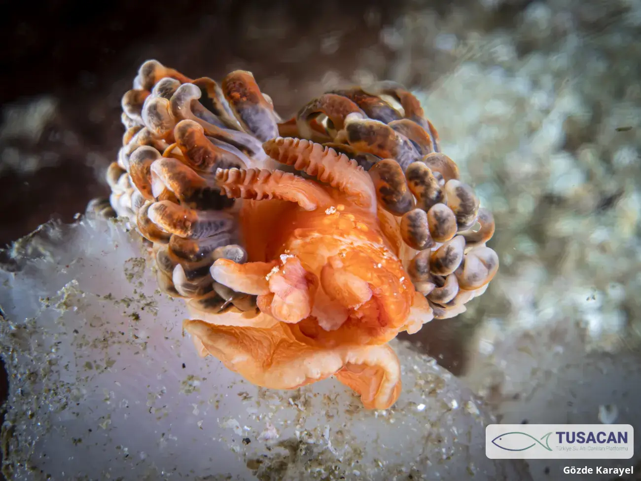 Spurilla neapolitana