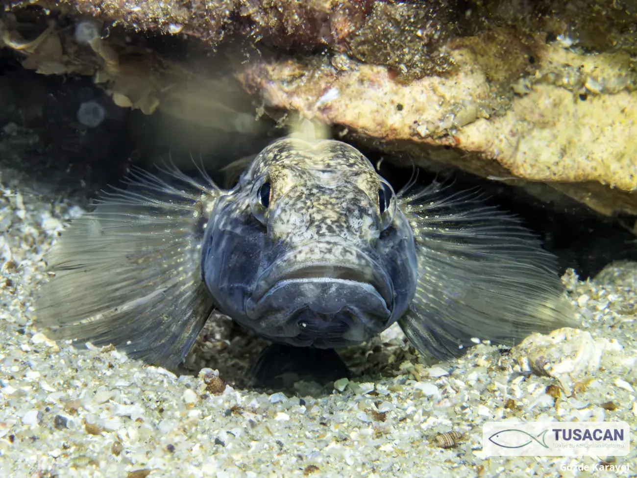 Gobius niger