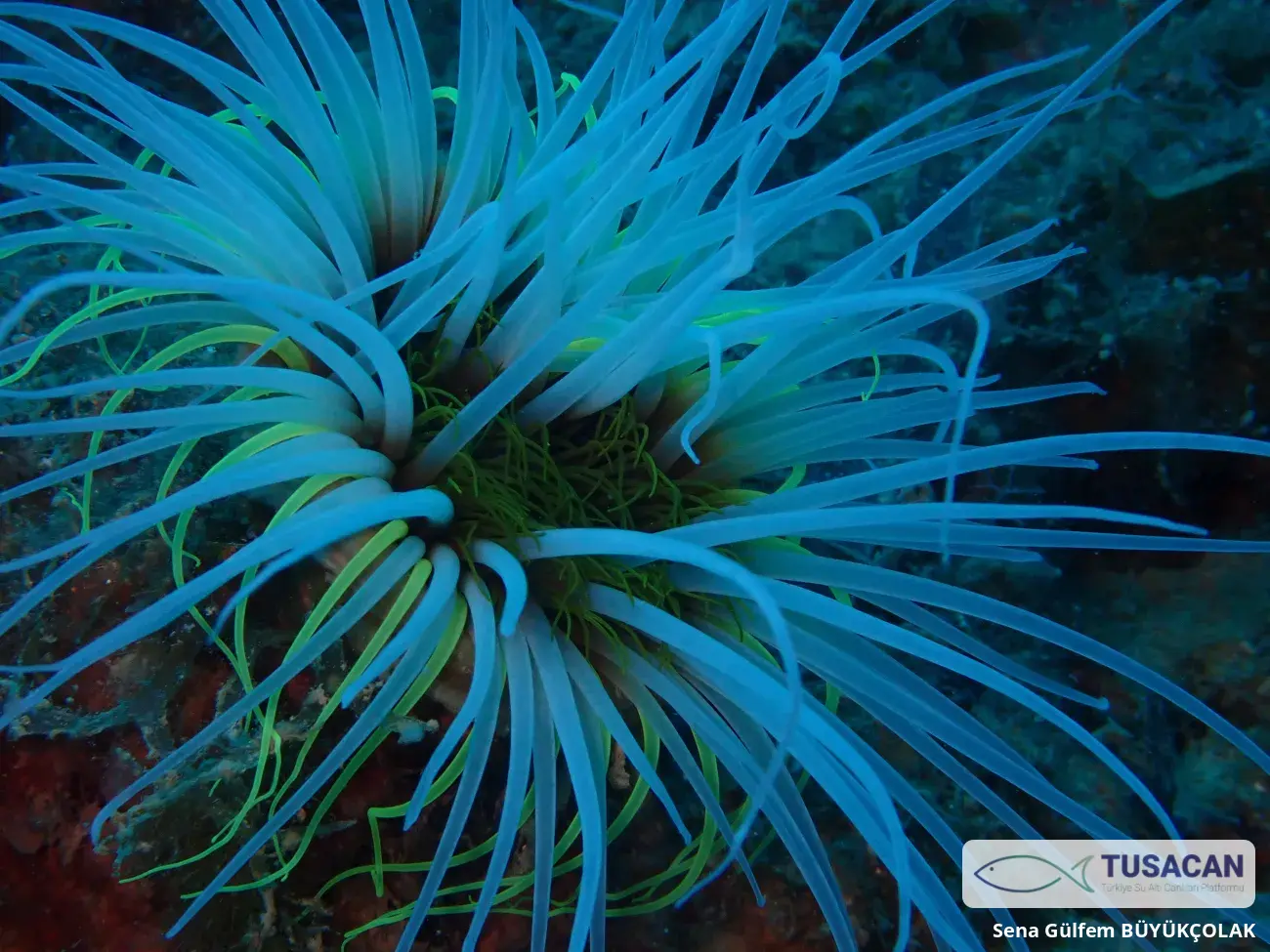 Cerianthus membranaceus