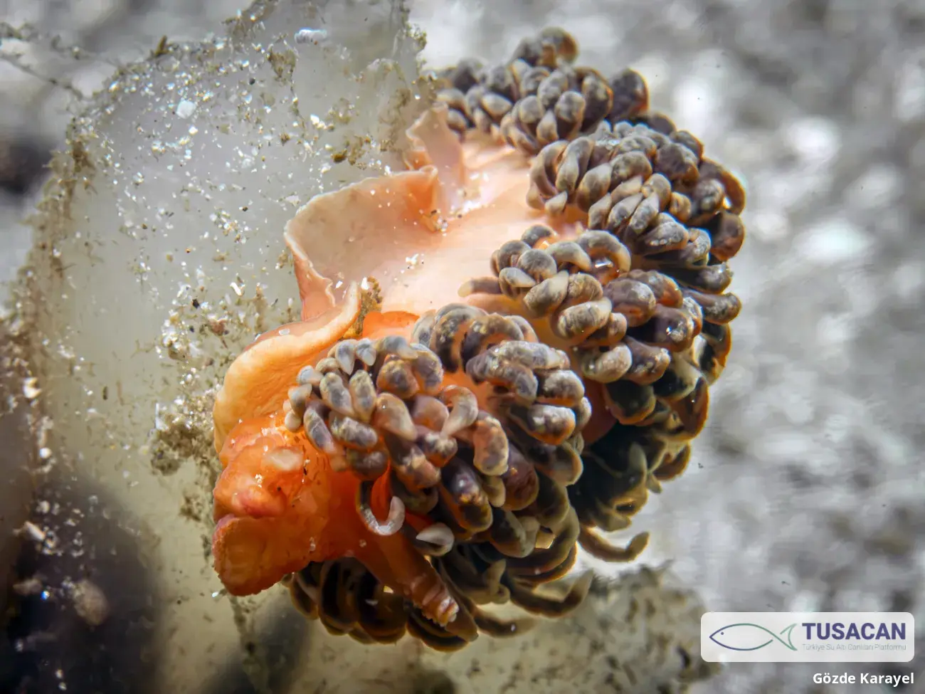 Spurilla neapolitana