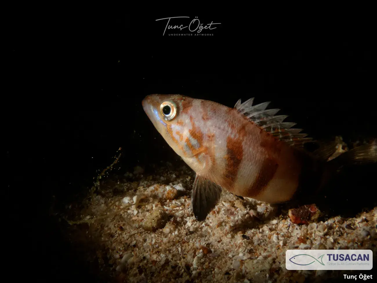 Serranus hepatus