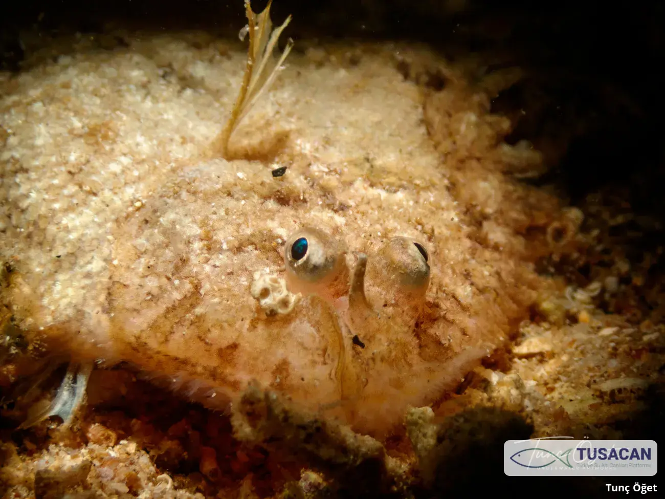 Monochirus hispidus