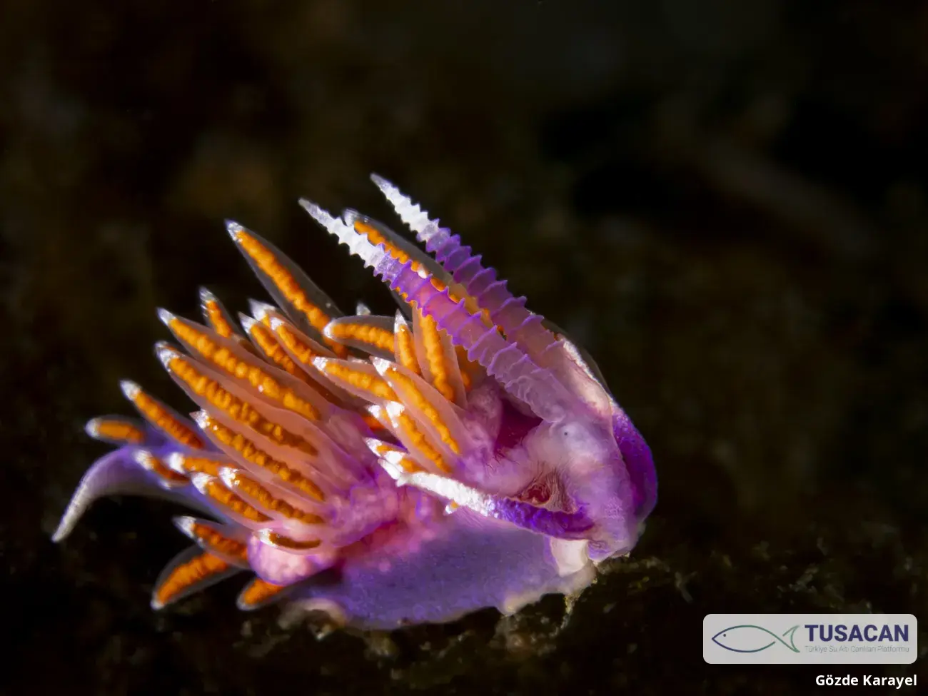 Paraflabellina ischitana