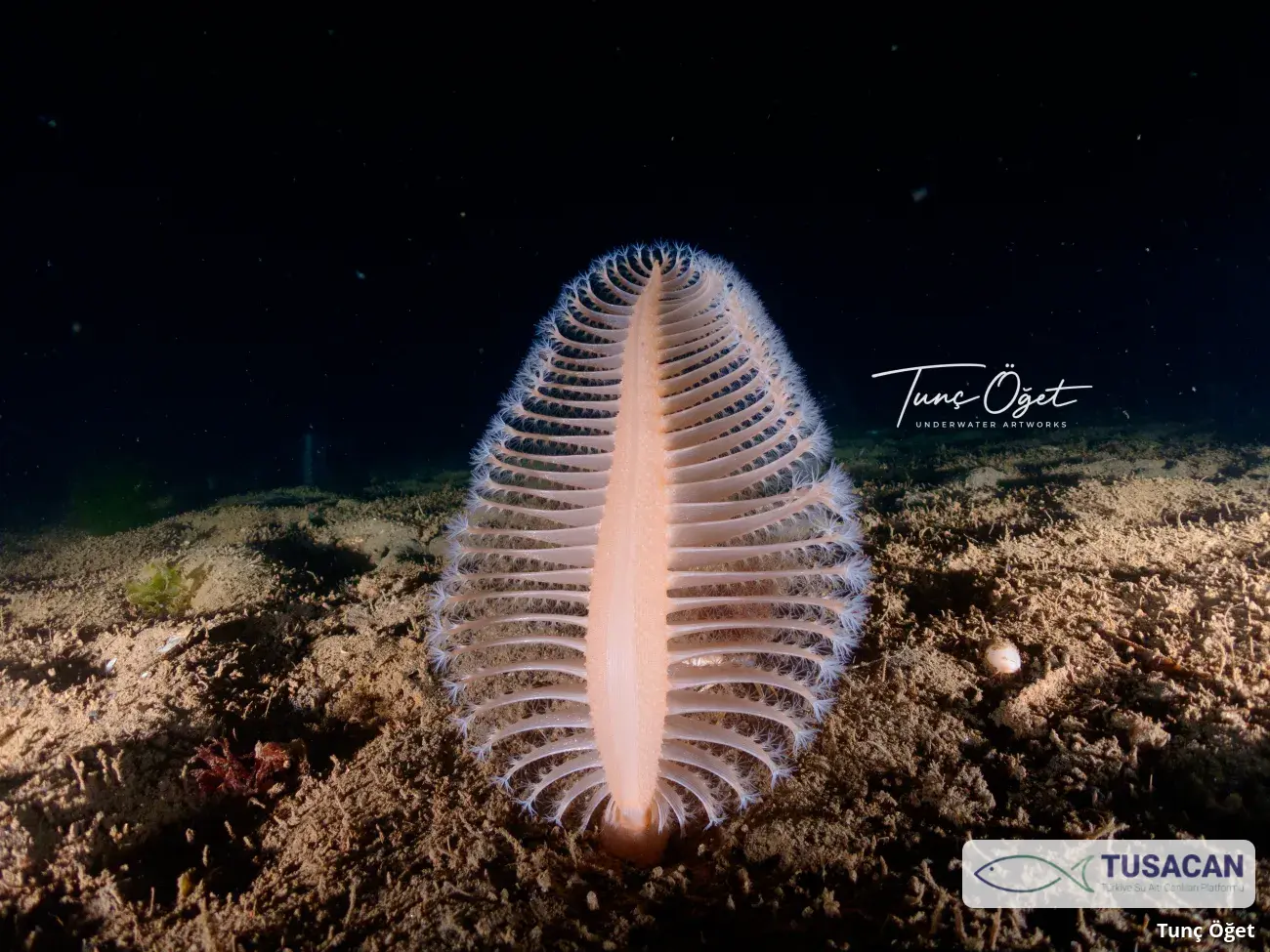 Pennatula rubra