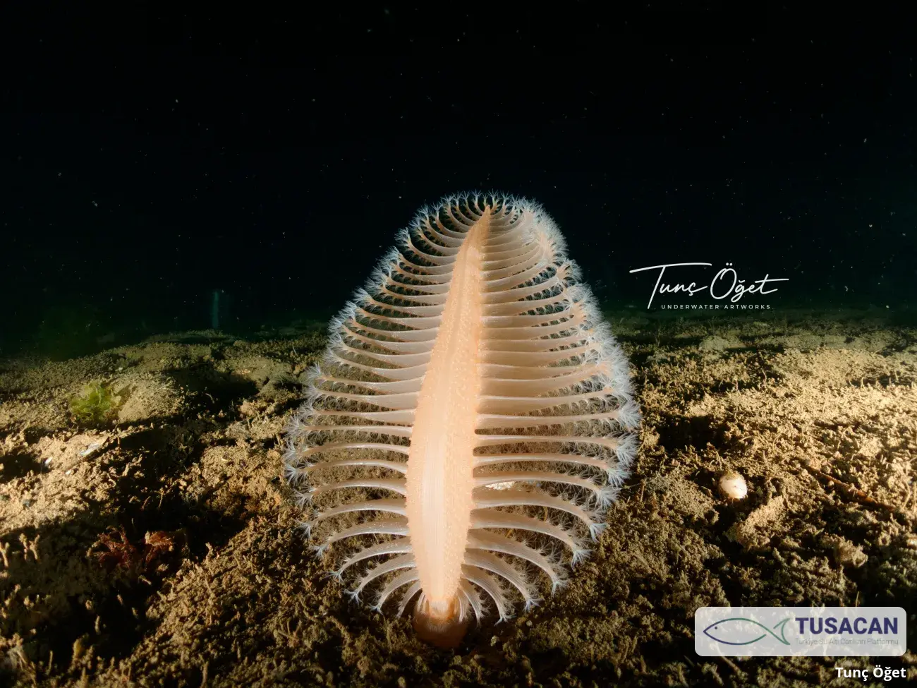 Pennatula rubra