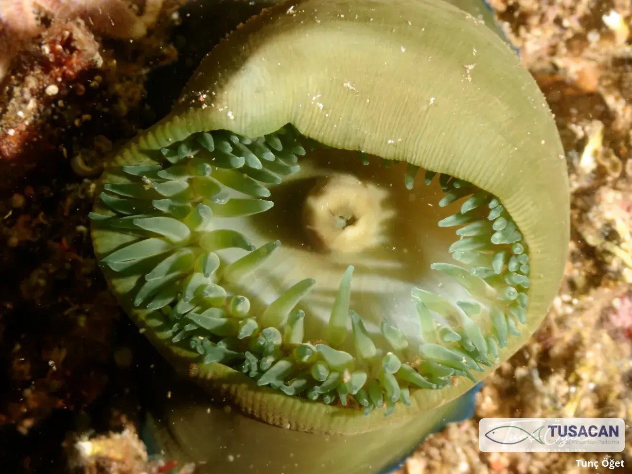 Actinia equina