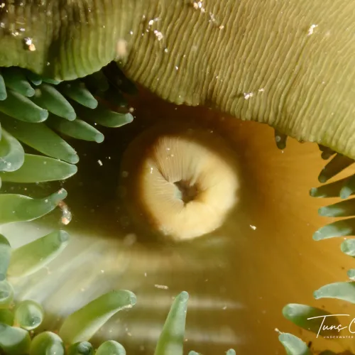 Actinia equina