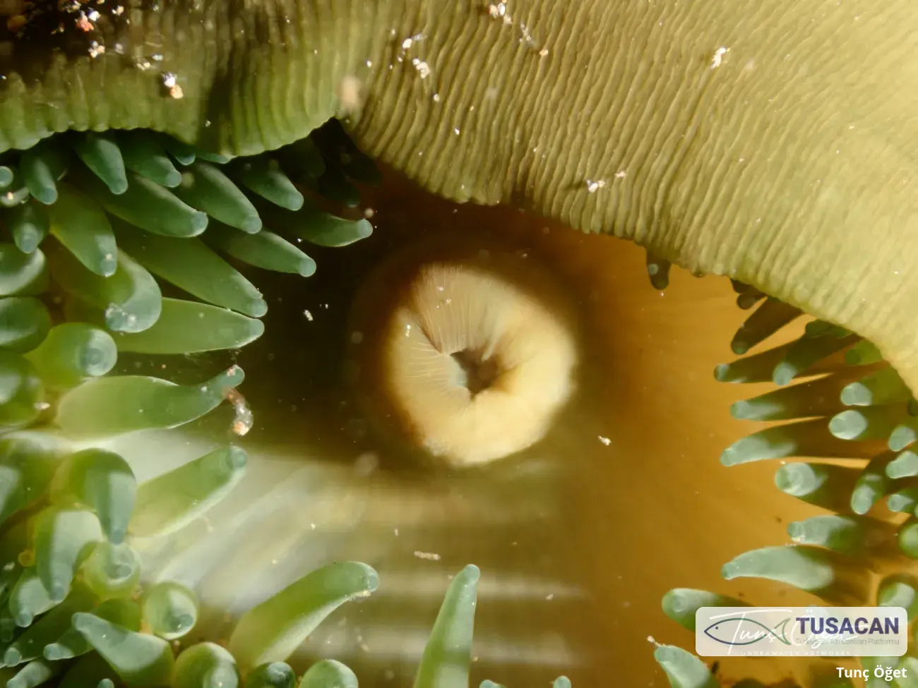 Actinia equina