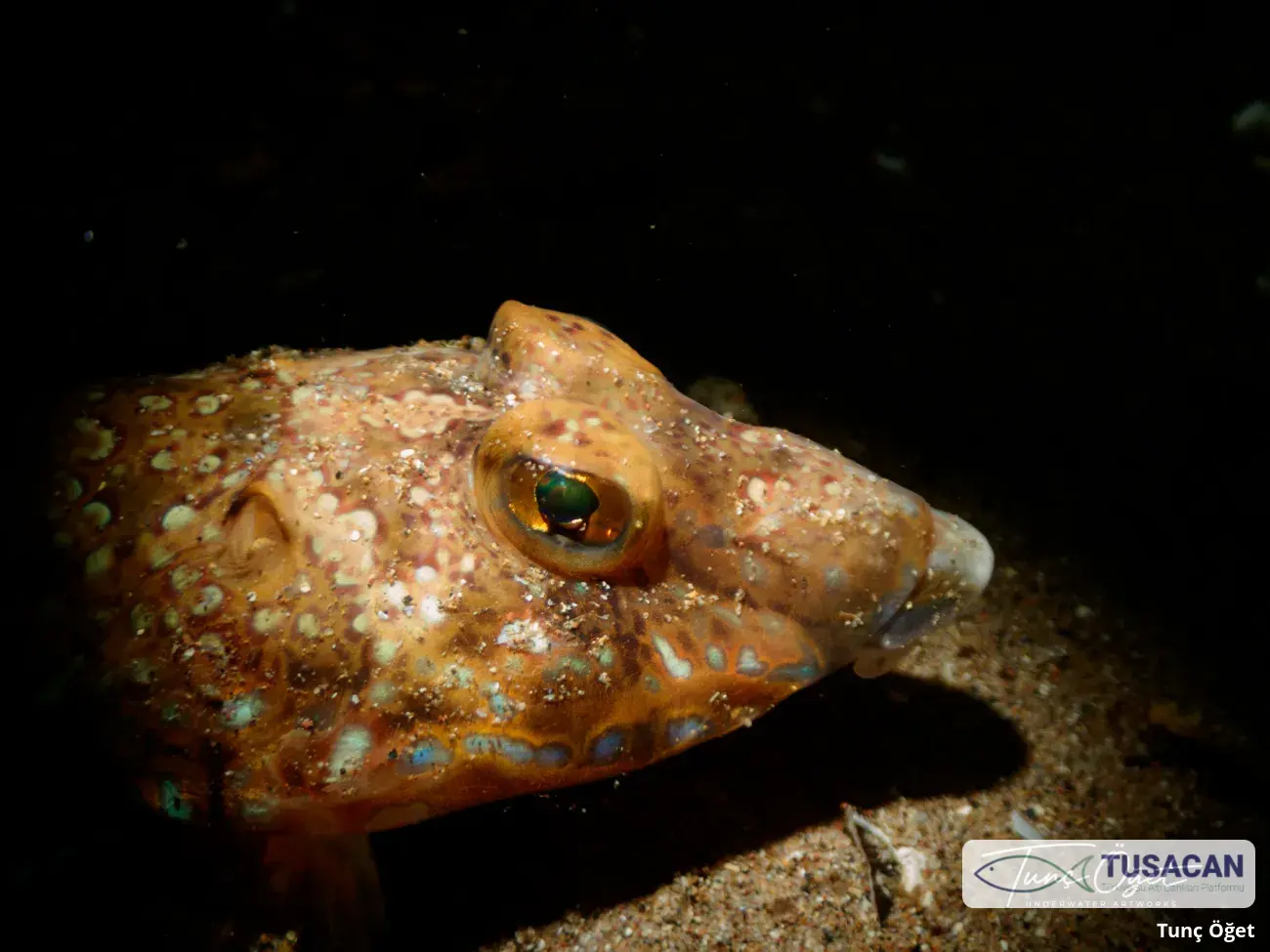 Callionymus maculatus