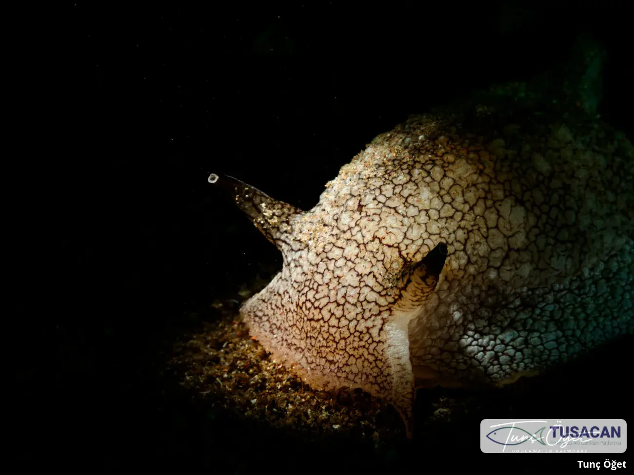 Pleurobranchaea meckeli