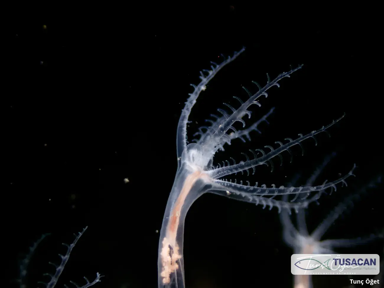 Cavernularia pusilla