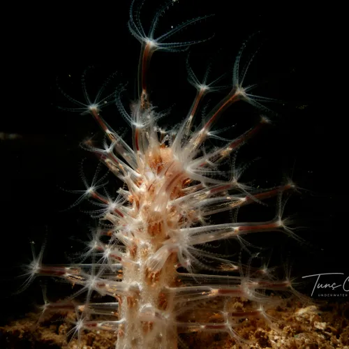 Cavernularia pusilla