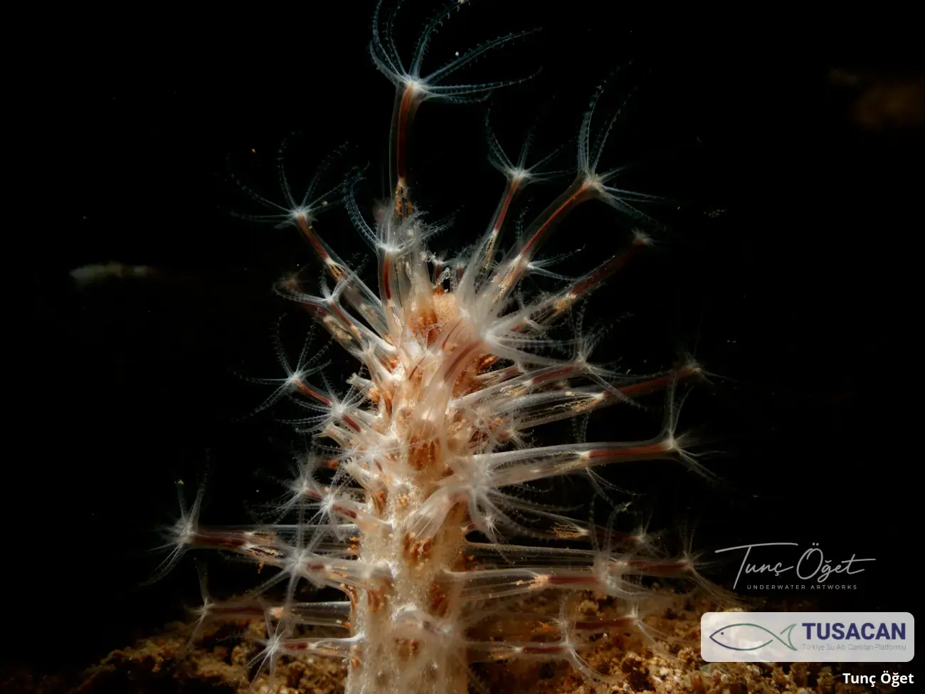 Cavernularia pusilla