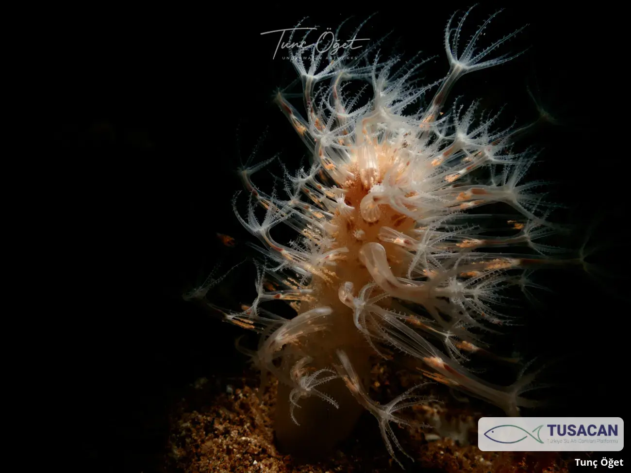 Cavernularia pusilla