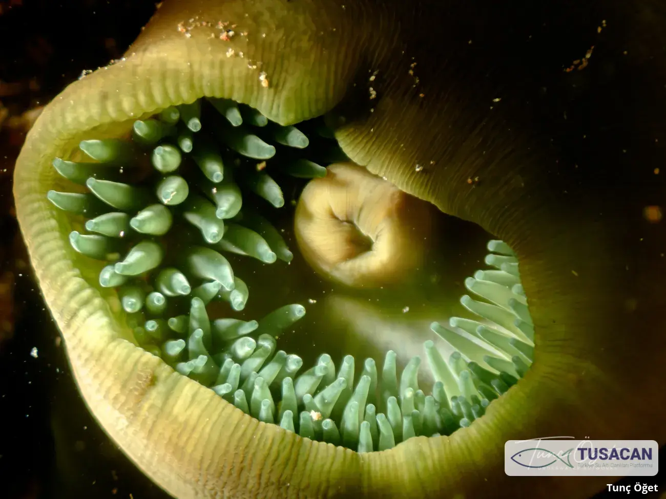 Actinia equina