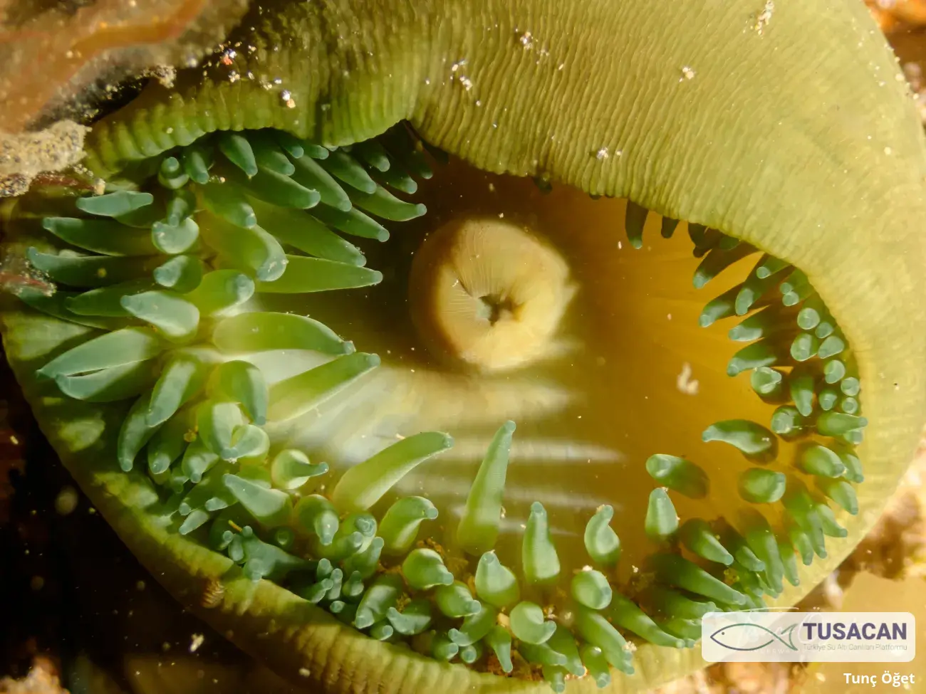Actinia equina