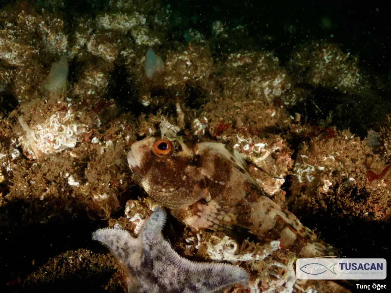 Blennius ocellaris