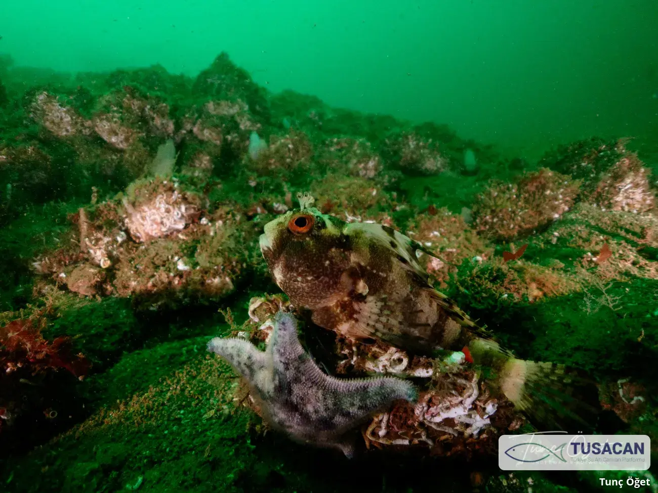 Blennius ocellaris