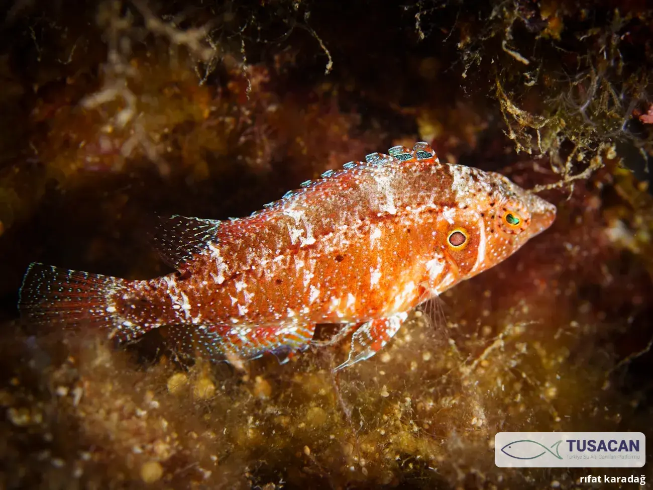 Pteragogus trispilus