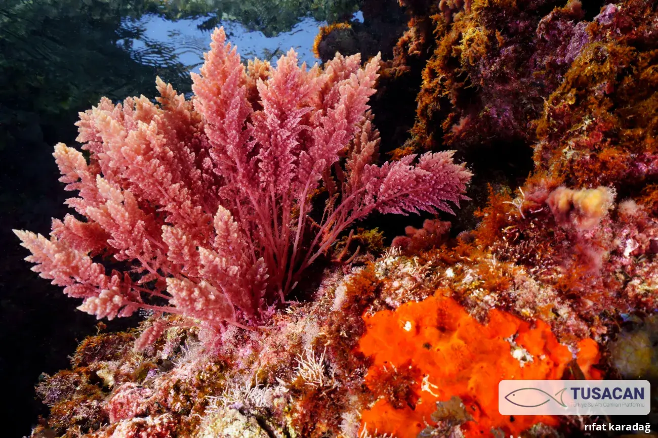 Asparagopsis taxiformis
