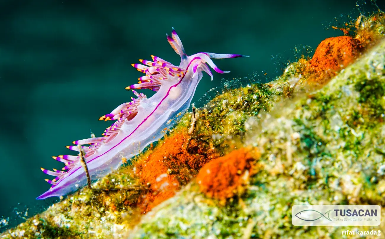 Coryphellina rubrolineata