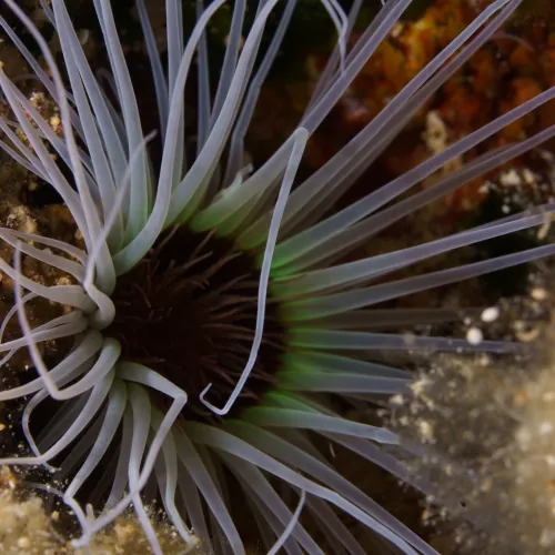 Cerianthus membranaceus