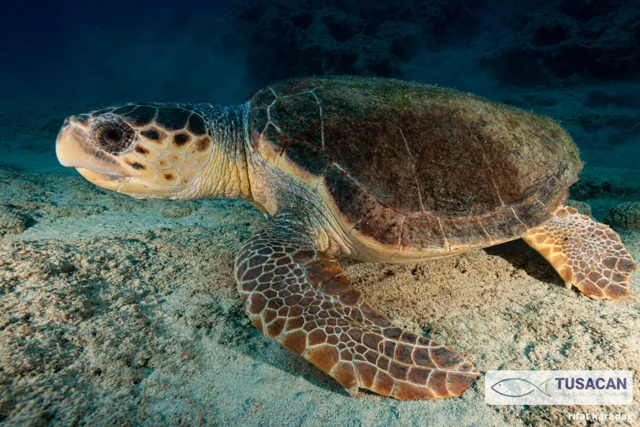 Caretta caretta