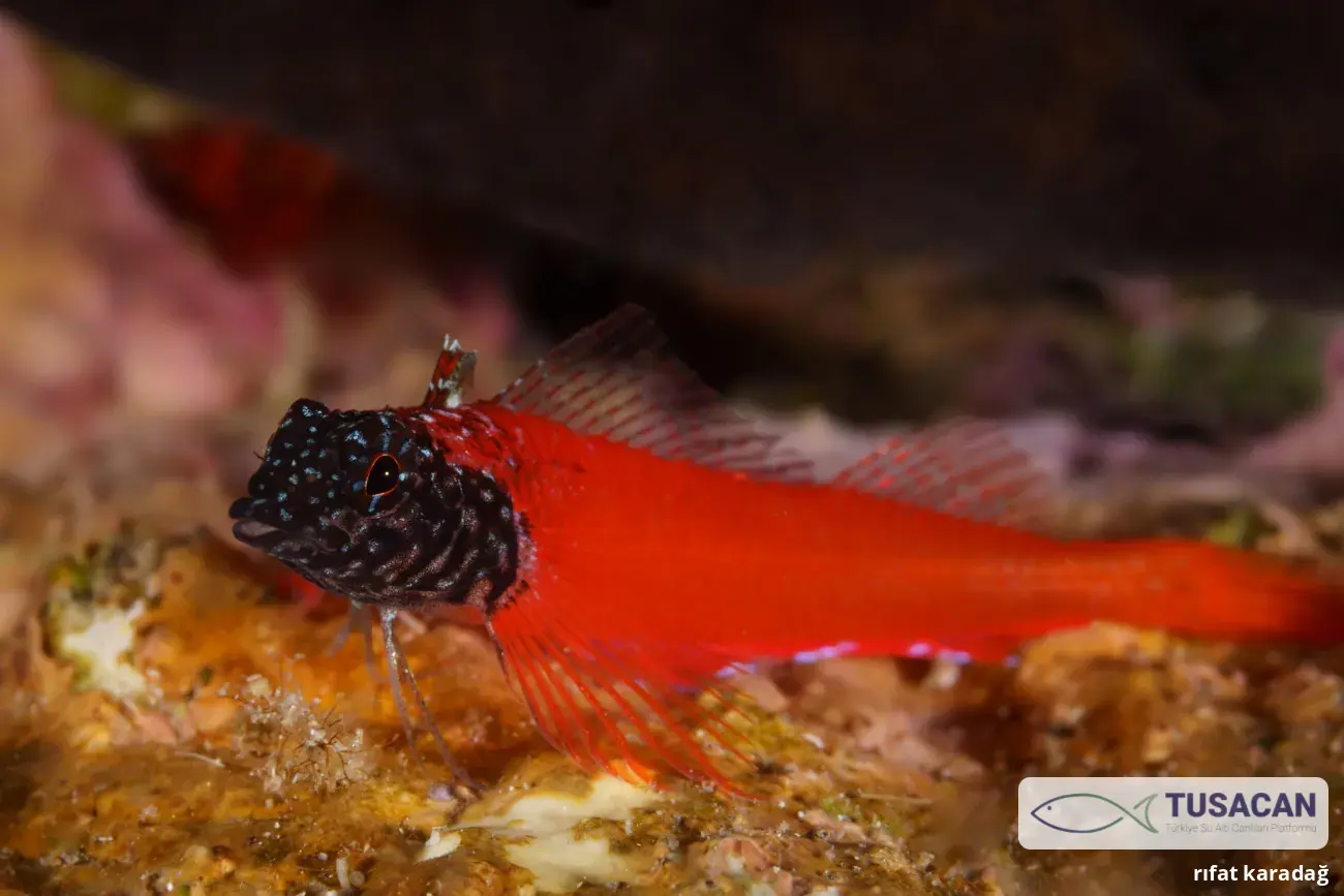 Tripterygion melanurum