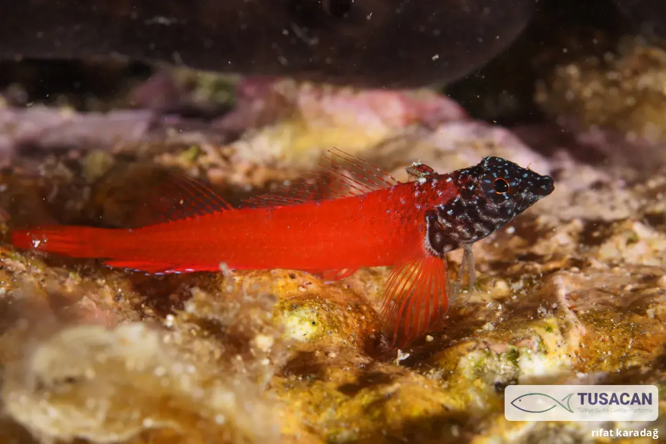 Tripterygion melanurum