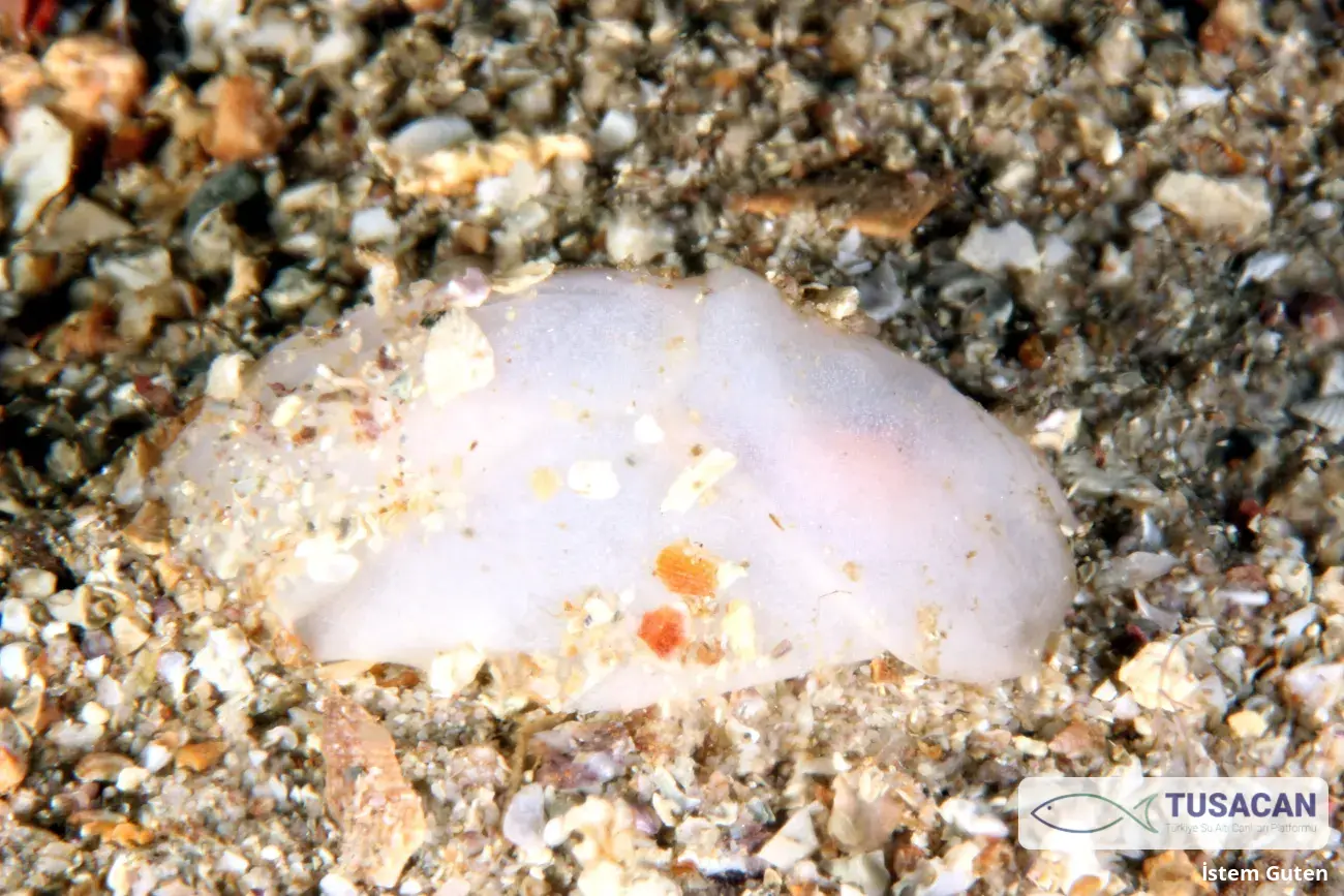 Philine quadripartita