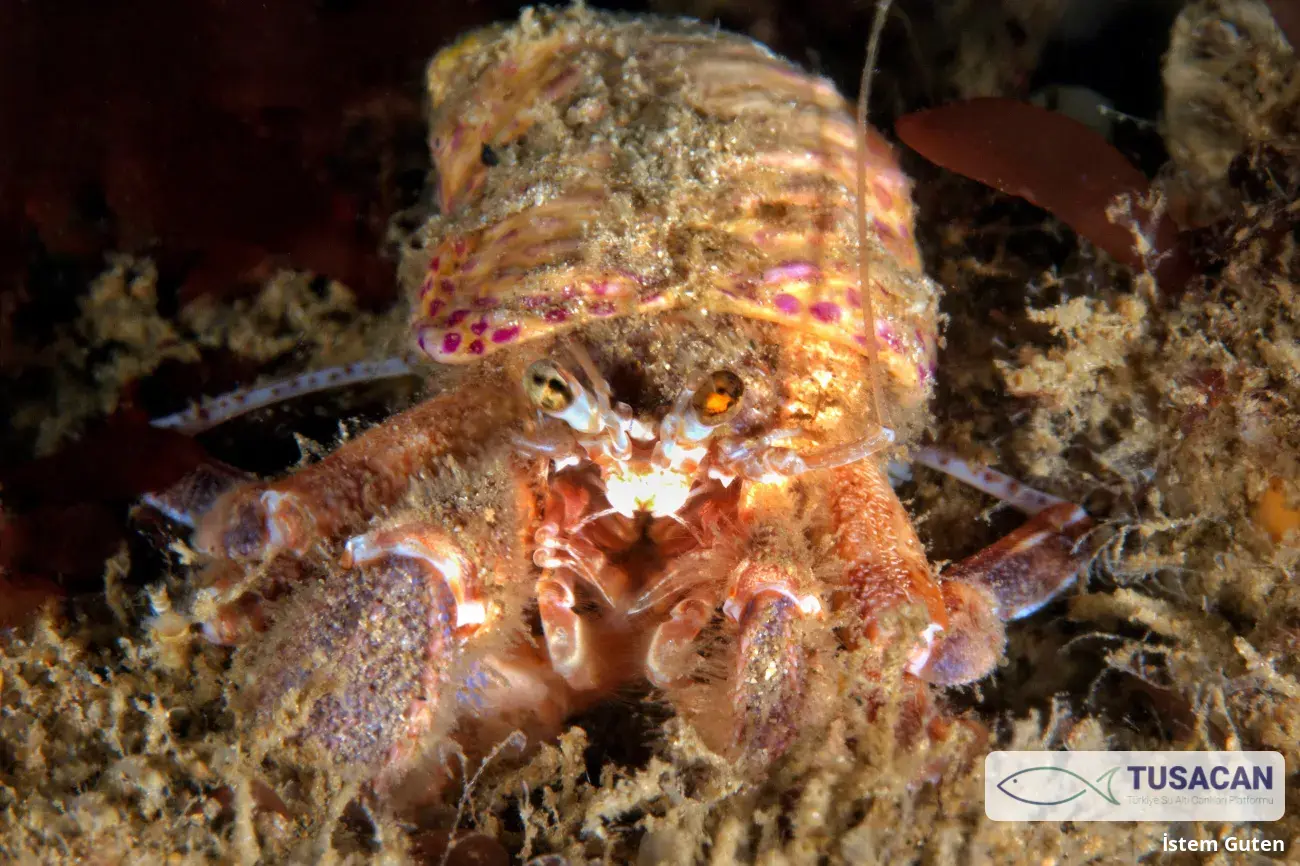 Pagurus prideaux