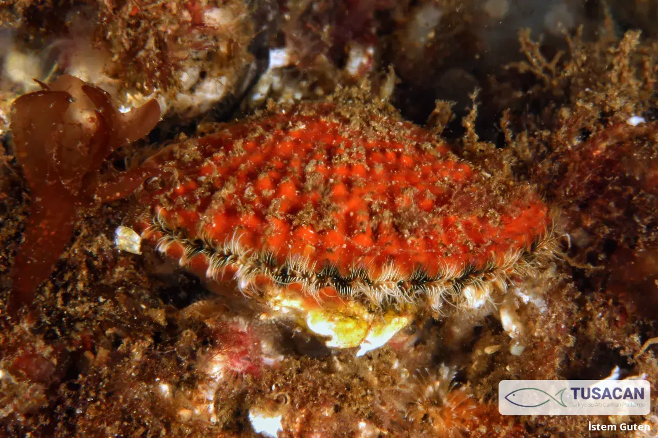Mimachlamys varia