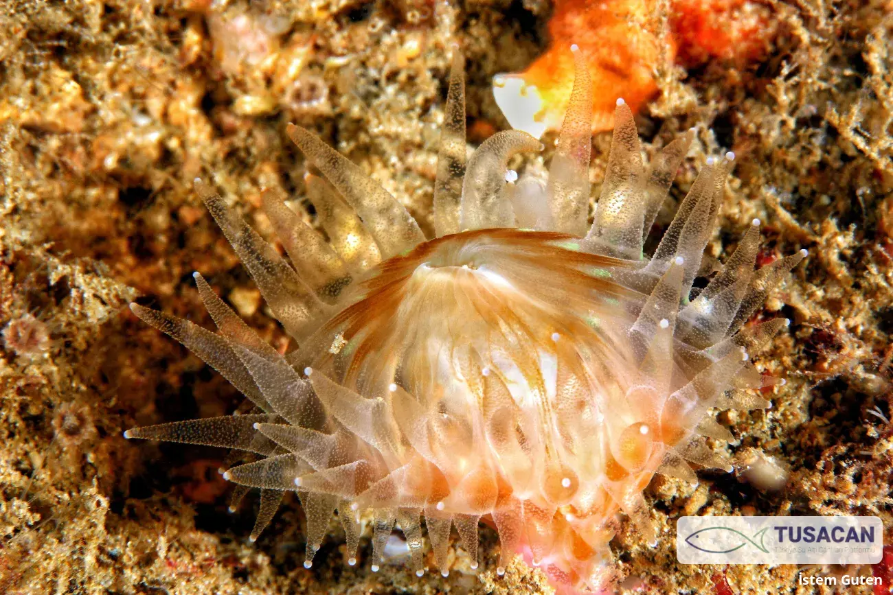 Caryophyllia smithii