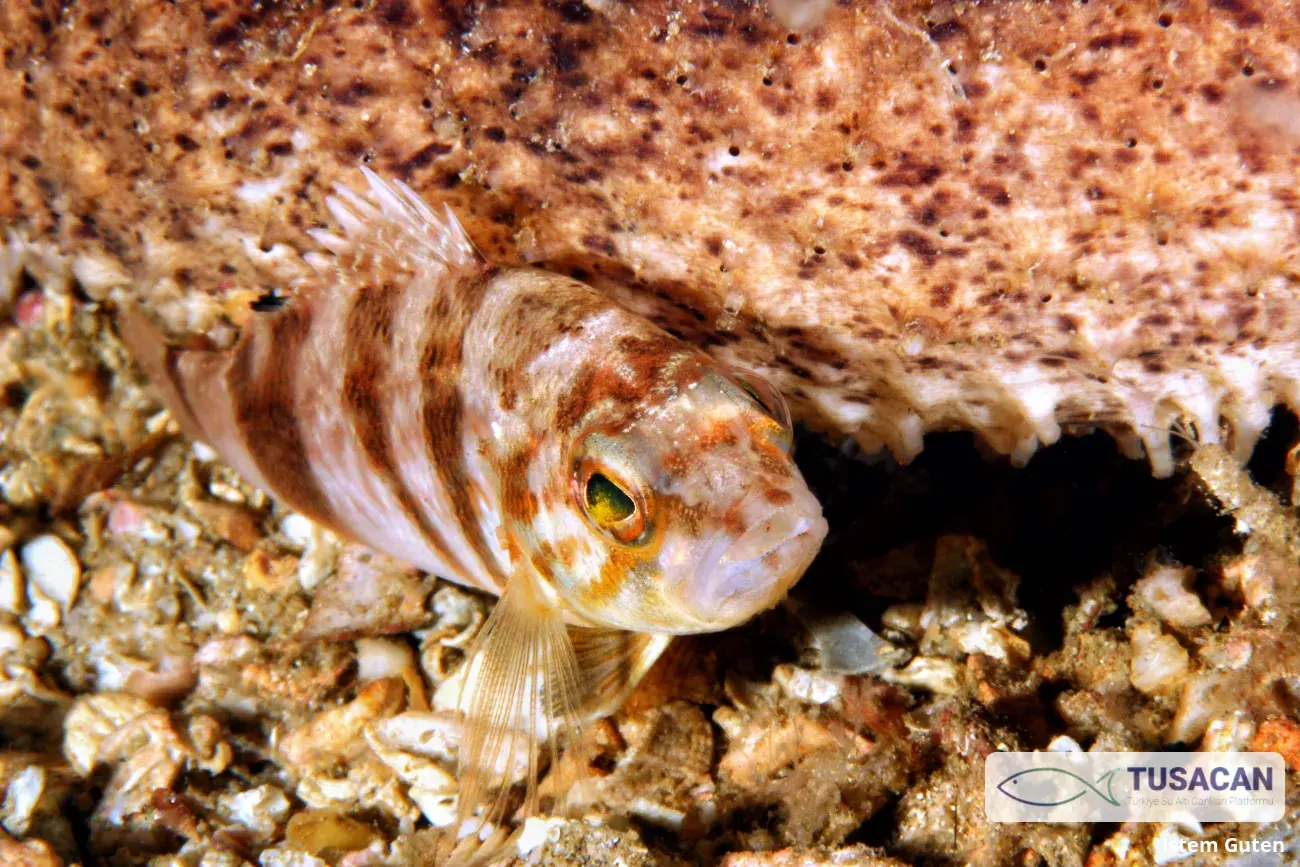 Serranus hepatus