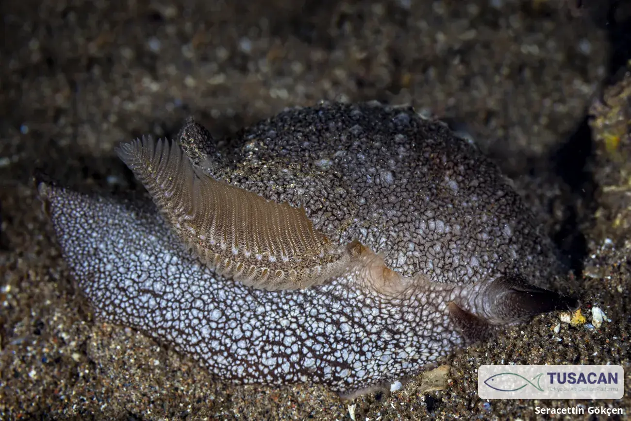 Pleurobranchaea meckeli