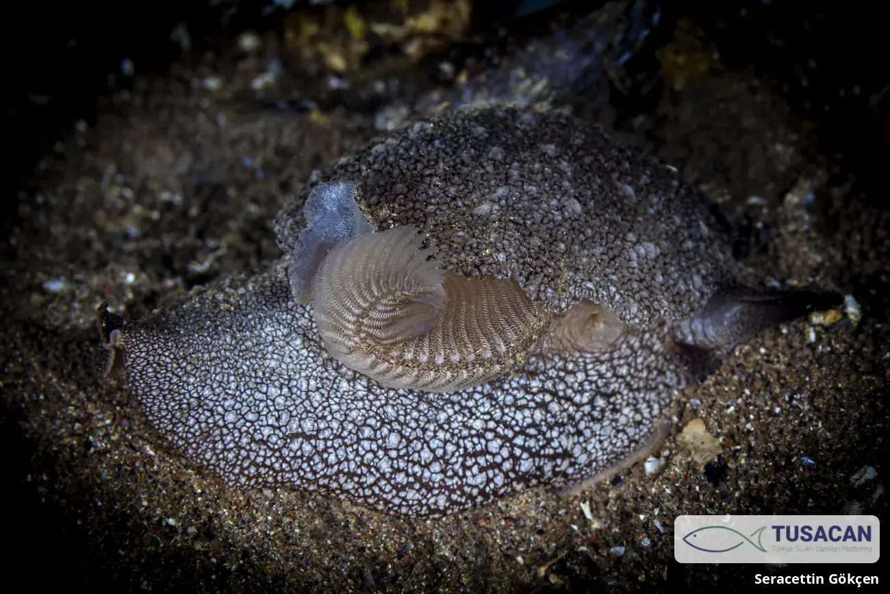 Pleurobranchaea meckeli
