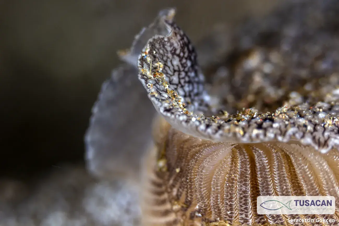 Pleurobranchaea meckeli