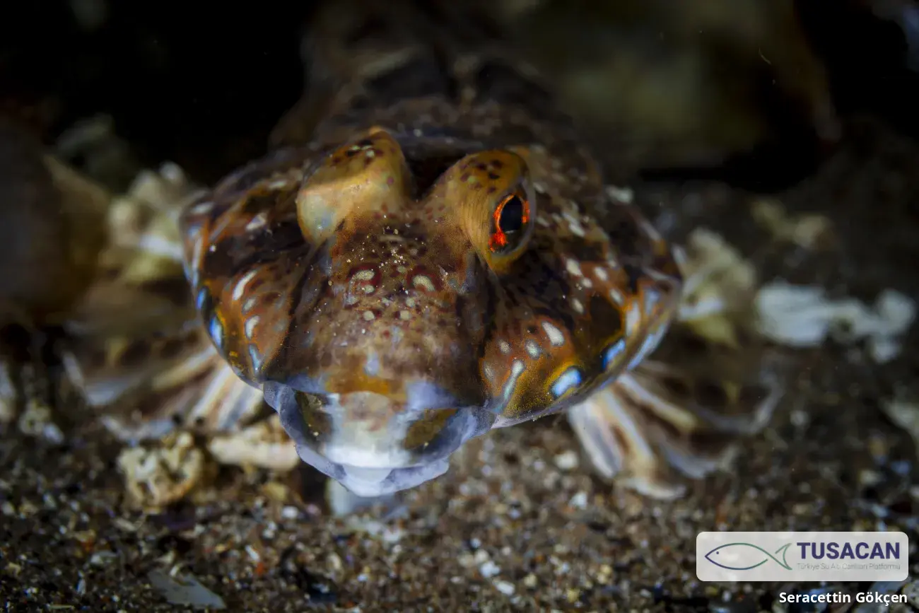 Callionymus maculatus
