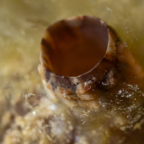 Tunicata spp.