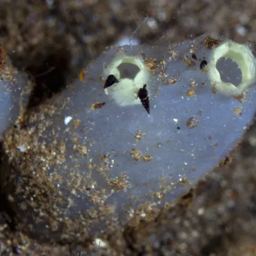 Ascidiidae (familya)
