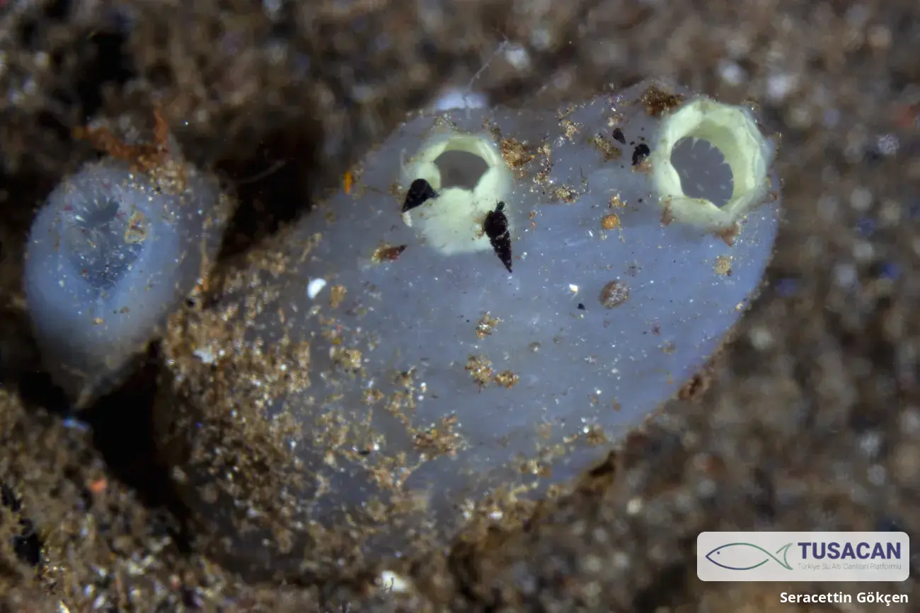 Ascidiidae (familya)