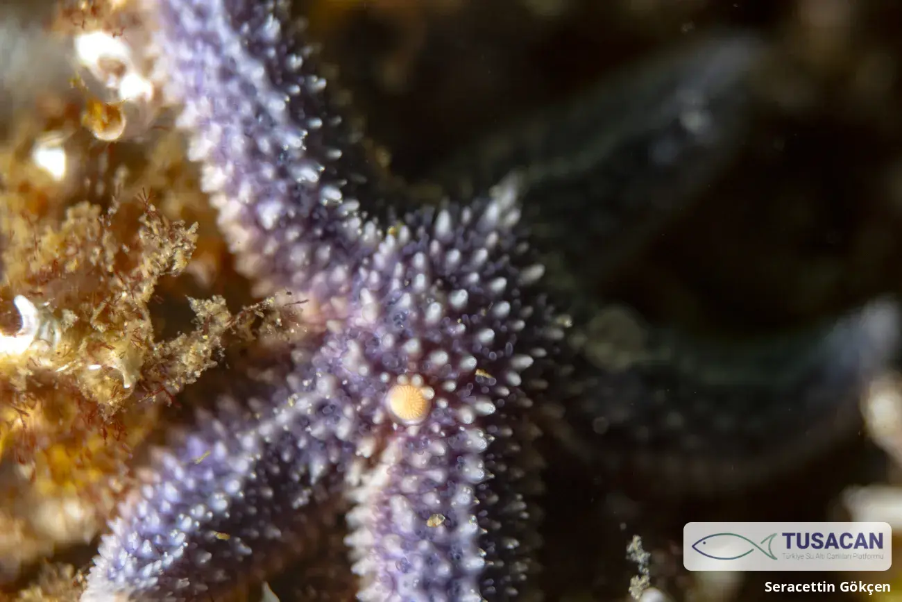 Asterias rubens
