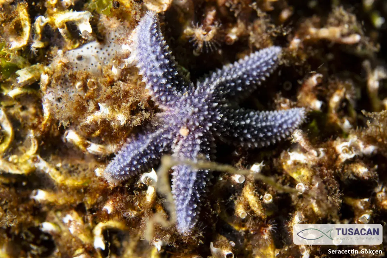 Asterias rubens