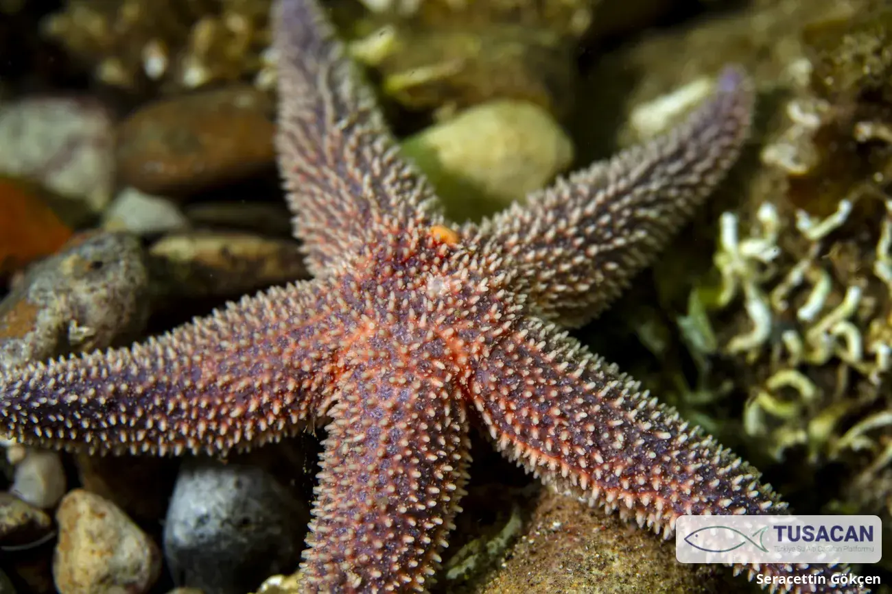 Asterias rubens
