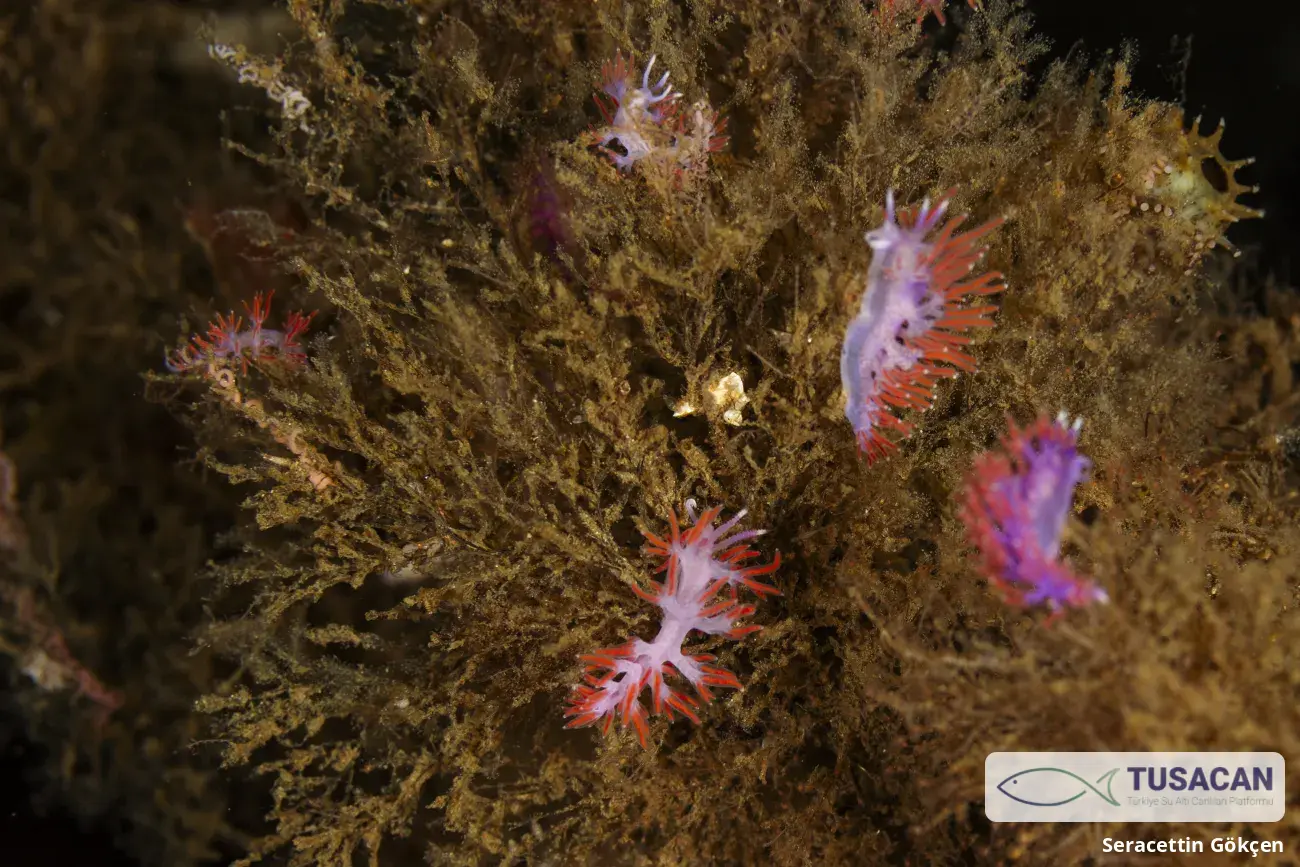 Paraflabellina ischitana
