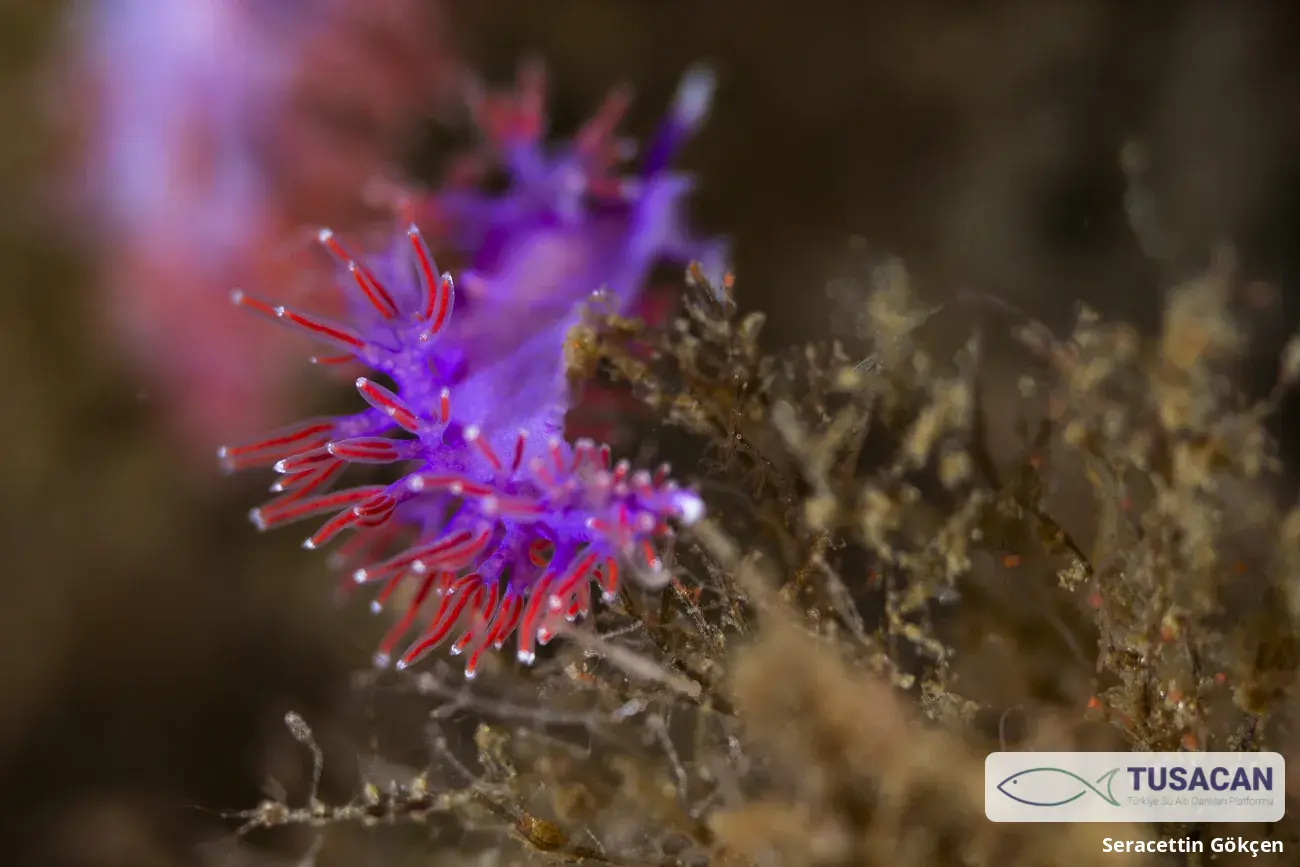 Paraflabellina ischitana