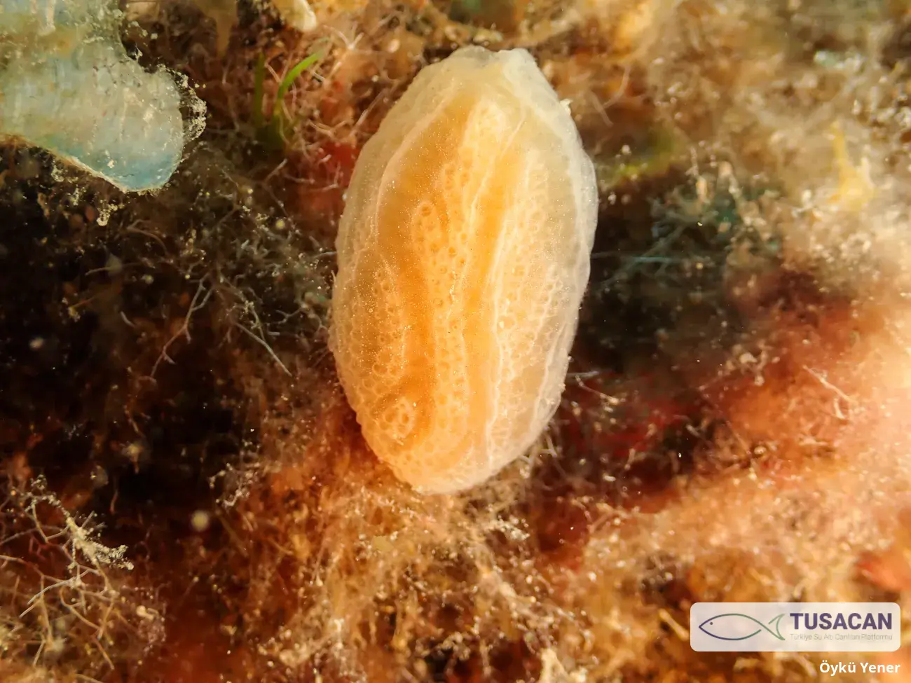Aplidium tabarquensis