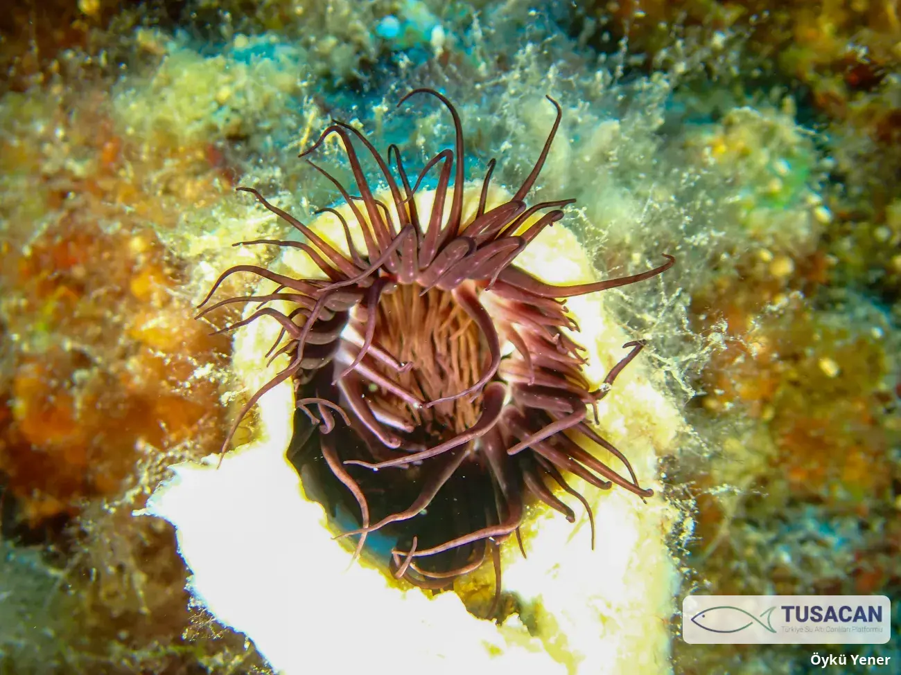 Cerianthus membranaceus