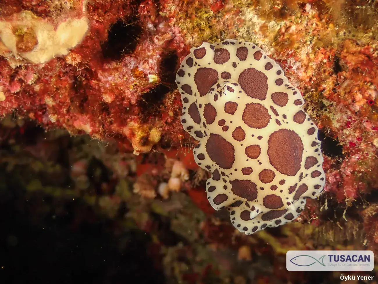 Peltodoris atromaculata